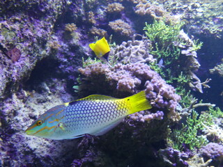 Poissons dans un aquarium
