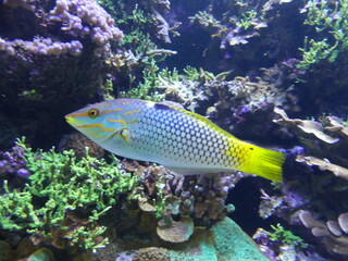 Poissons dans un aquarium