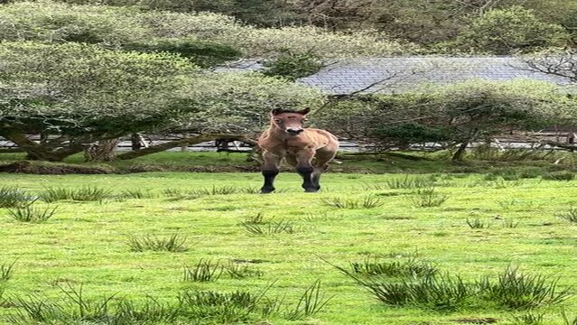 brown foal on the meadow