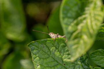 Common field grasshoper sitting on a green leaf macro photography in summertime. Common field grasshopper sitting on a plant in summer day close-up photo. Macro insect on a green background.