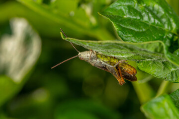 Common field grasshoper sitting on a green leaf macro photography in summertime. Common field grasshopper sitting on a plant in summer day close-up photo. Macro insect on a green background.