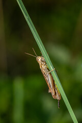 Common field grasshoper sitting on a green leaf macro photography in summertime. Common field grasshopper sitting on a plant in summer day close-up photo. Macro insect on a green background.
