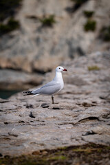 seagull at the cliffs in Banyalbufar in mallorca on a sunny windy day in summertime
