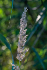 The spikelet blooms in the sunlight on a summer day. Dry blade of grass macro photography in summer.