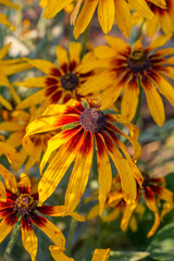 Yellow rudbeckia flowers on a sunny summer day macro photography. Blooming garden black-eyed susan flower with yellow petals close-up photo in summer.	
