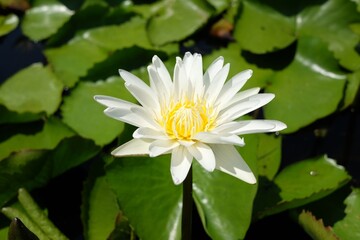 Beautiful white lotus in the pond