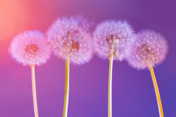 Spring flower, dandelion. On a colorful background