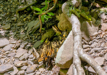 A large swarm of mostly tiger swallowtails, Papilio polyxenes, puddling. Primarily male butterflies congregate on damp soil or rocks to absorb salts and amino acids to fortify their sperm.