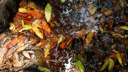 Fallen leaves in the stream. Autumn season. Selective focus. '