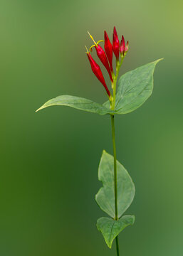 A single stem of Indian pink with vibrant red flowers and buds isolated on a blurred green background. Also known as pinkroot, Spigelia marilandica, is native to moist woods in eastern north America.