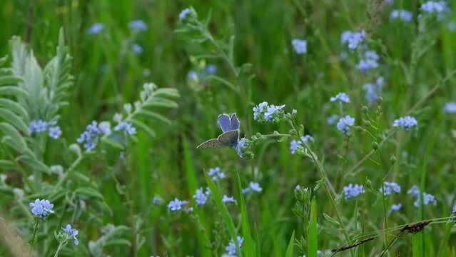 Butterfly Blueberry Osiris on a wild field of Forget-me-not flowers in spring.