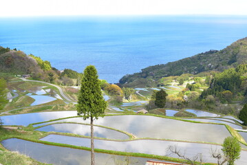 佐渡島の岩首昇竜棚田
