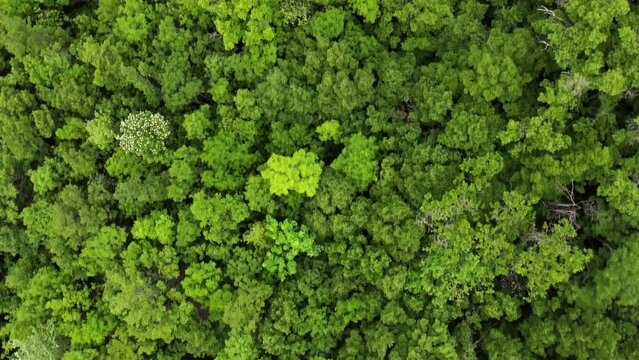 Summer in forest aerial top view. Mixed forest, green deciduous trees