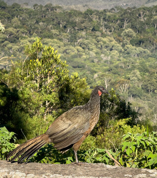 Majestic wild jacu bird standing against a lush forest backdrop