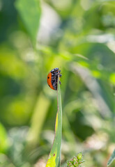 Fototapeta premium A ladybug sits on a green leaf macro photography in the summer. A beetle sits on a thin leaf of a plant. Wildlife landscape with bug insect close-up on a green background.