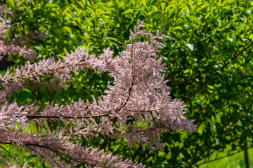 Soft pink flowers tamarix tree in spring garden, closeup. Blossoming small flower tamarisk plant . Soft rosy saltcedar or salt cedar or tamarisk, bloom