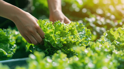 Close-up hand farmer in hydroponic garden during morning time food background concept