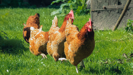 Hens walking in the yard