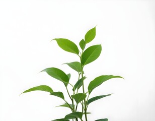 Close-up of a Lush Green Epipremnum Aureum Plant in a Pot on a White Background
