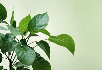Close-up of Lush Green Foliage with Subtle Variations in Color and Texture