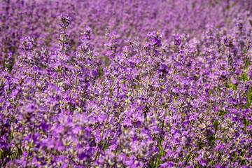 Close up lavender bushes. Flowers of lavandula.