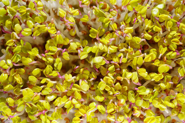 Red radish sprouts close-up. Growing micro greens for a healthy diet. Vegan food.