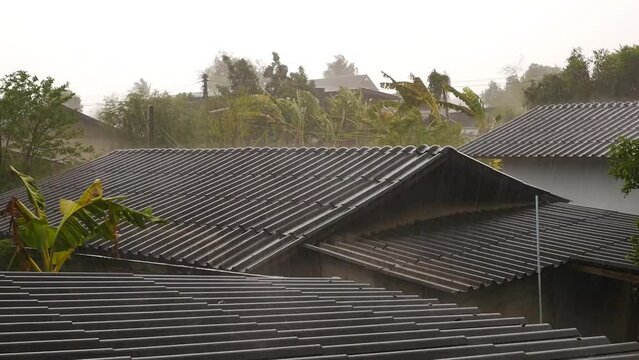 Heavy rain and strong wind blowing trees. Downpour