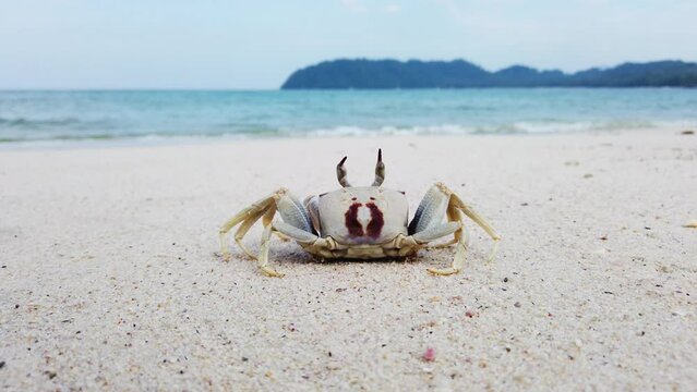 Rear view of Horned ghost crab (Ocypode ceratophthalmus), on white sand against the surf of a beautiful turquoise sea.