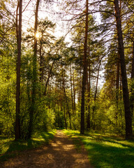 Sunbeams streaming through the pine trees and illuminating the young green foliage on the bushes in the pine forest in spring.