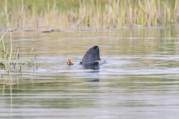 Fototapeta premium An adult Coot (Fulica atra) with chick. Adult dives next to cute chick. Natural reedbed habitat. Yorkshire, UK in Spring