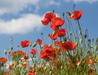 Obraz premium field of red poppies or Common poppy Papaver Rhoaes
