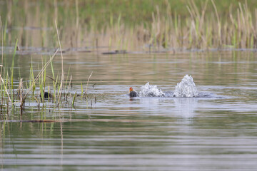 An adult Coot (Fulica atra) with chick. Adult dives and splashes nearby chick. Natural reedbed habitat. UK