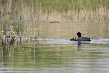 Family of Coots (Fulica atra) with adult and several chicks on the water, Natural reedbed habitat. UK