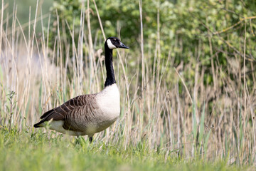 Canada goose (Branta canadensis) standing on the edge of a reedbed in May. Yorkshire, UK in Spring.