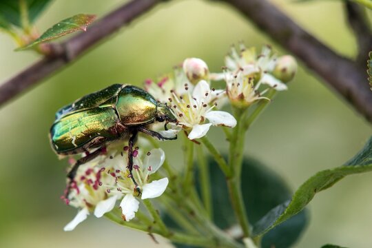 Green Rose Chafer, in latin Cetonia Aurata