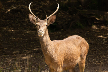 Young Red Deer Stag in Portugal.