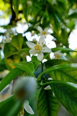 Close-up of bitter orange blossom among green leaves on a citrus Aurantium tree. Neroli flower, also known as azahar in Spanish, is emblematic of spring in Seville, Andalusia, Spain.