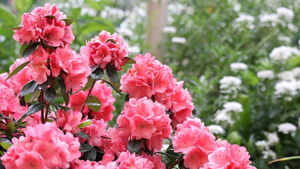 Fototapeta premium Azalea rustica nel giardino.