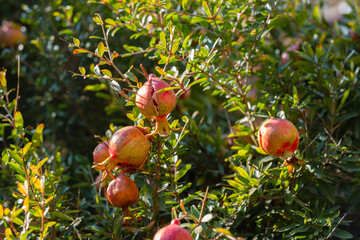 Sun-kissed pomegranates dangle amidst the verdant leaves of their tree, offering a vibrant display of ripening fruit ready for harvest. The warm sunlight enhances their rich, red hues. Sunlit