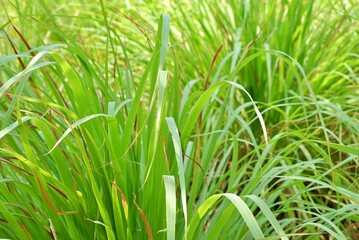 lemongrass background