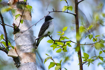 Eastern Kingbird perched on the branch of a paper birch tree in spring time, mid-may at the...