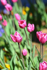 風に吹かれて、カラフルなフラワーアレンジメント、赤色、黄色，紫色，ピンク色のチューリップ