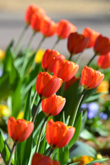 風に吹かれて、カラフルなフラワーアレンジメント、赤色、黄色，紫色，ピンク色のチューリップ