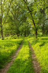 Beautiful summer landscape with green trees,  green meadows on the bank of the river in Republic of Moldova.