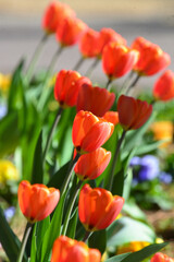 風に吹かれて、カラフルなフラワーアレンジメント、赤色、黄色，紫色，ピンク色のチューリップ