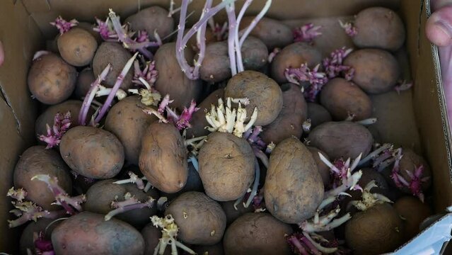 Old unusable potatoes with roots in the box, spoiled potatoes in their skins, sprouted potatoes.