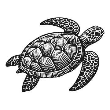 recommend clip art: sea turtle sketch