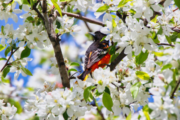 Glorious rich and dark orange colors of a Male Baltimore Oriole framed by lovely white crab apple...