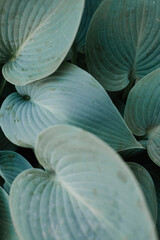 Hosta Plant Leaf Closeup with Shallow Depth of Field
