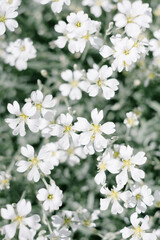 White Cornflower in full bloom in bright sun photographed with shallow depth of field.